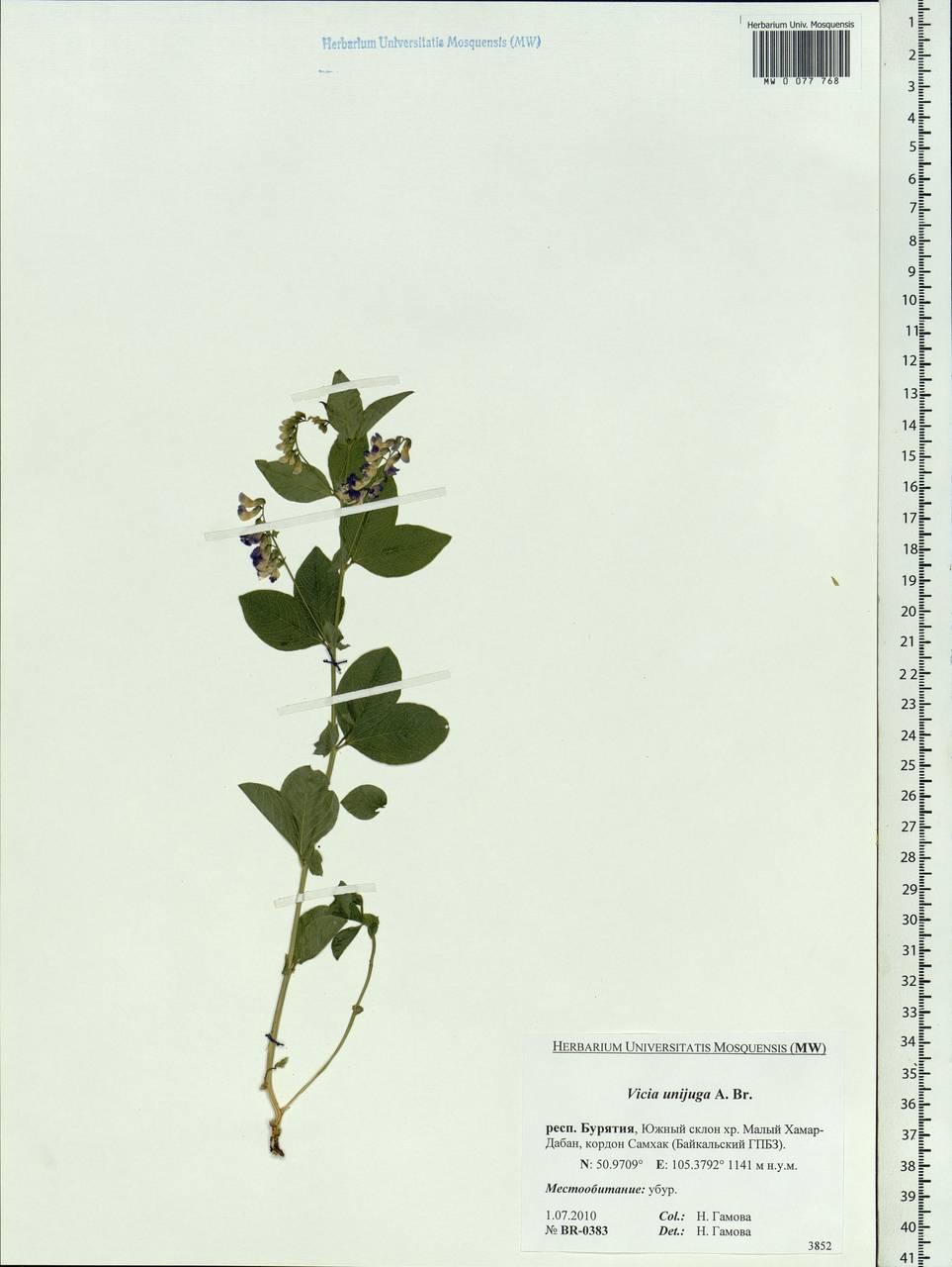Vicia unijuga A.Br., Siberia, Baikal & Transbaikal region (S4) (Russia)