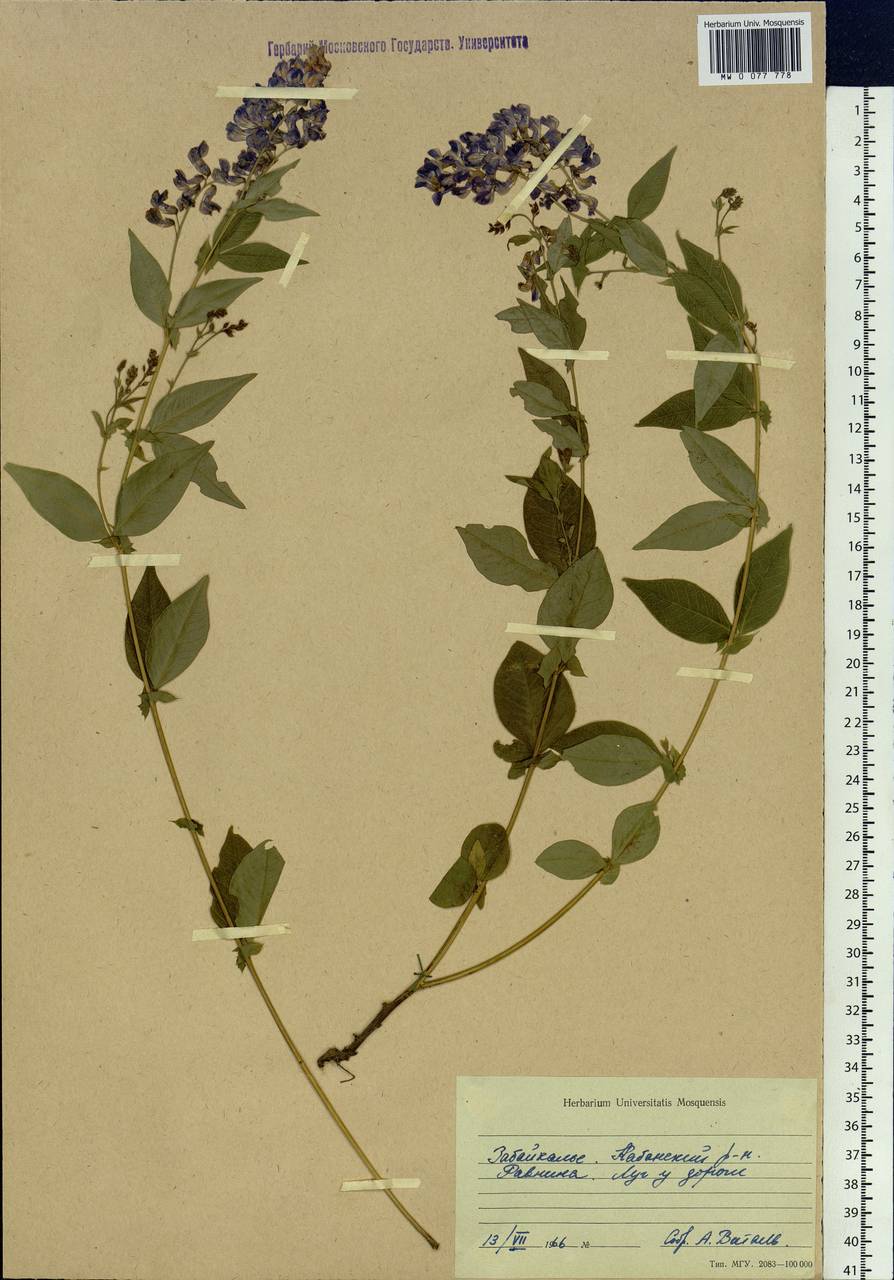 Vicia unijuga A.Br., Siberia, Baikal & Transbaikal region (S4) (Russia)