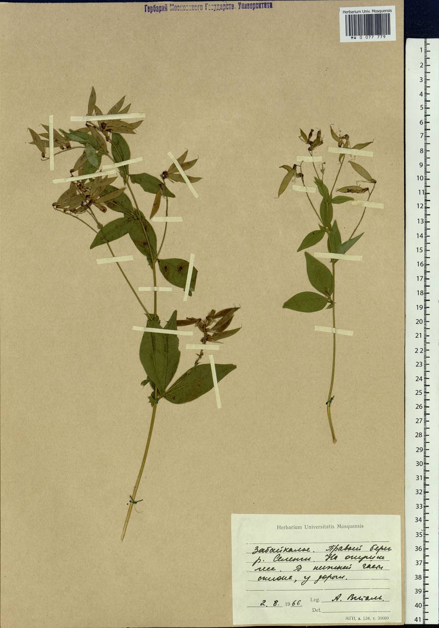 Vicia unijuga A.Br., Siberia, Baikal & Transbaikal region (S4) (Russia)