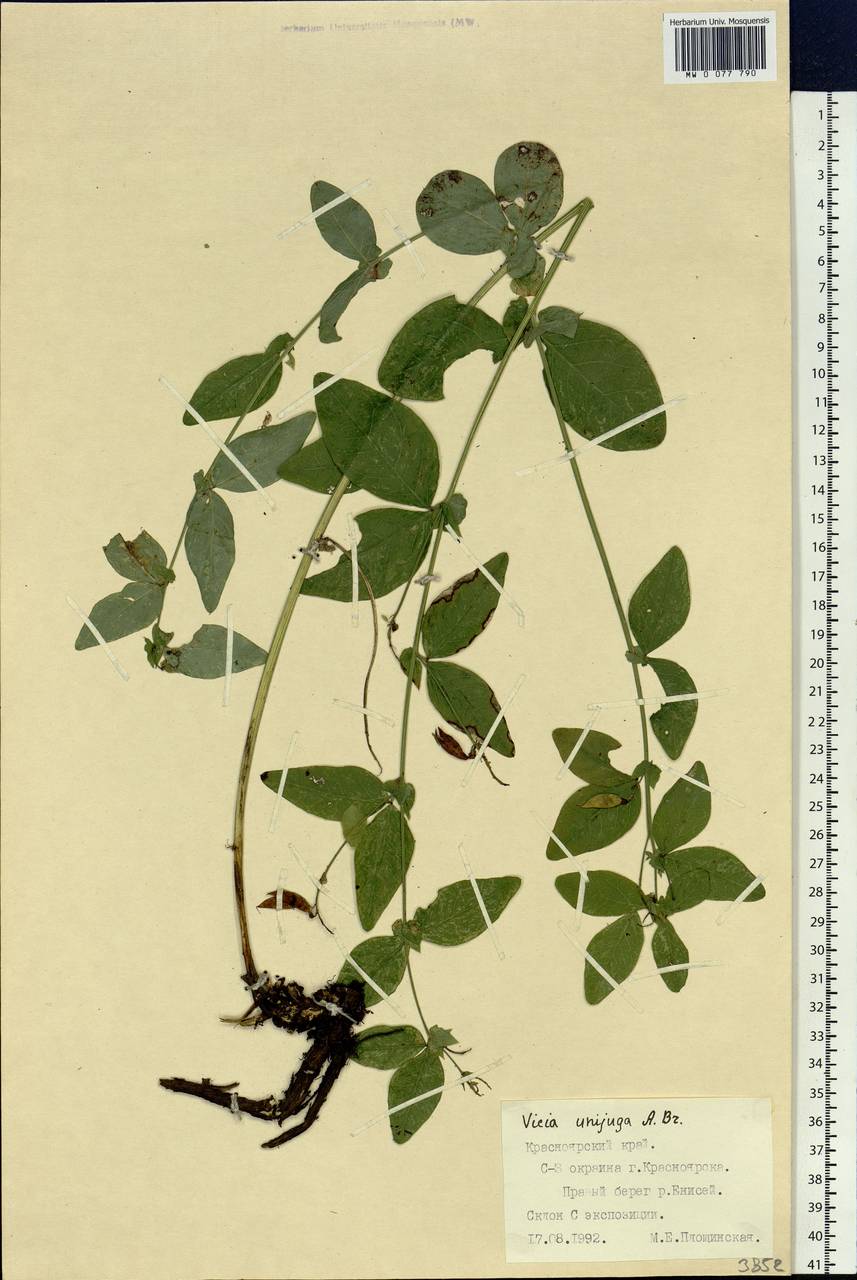 Vicia unijuga A.Br., Siberia, Central Siberia (S3) (Russia)