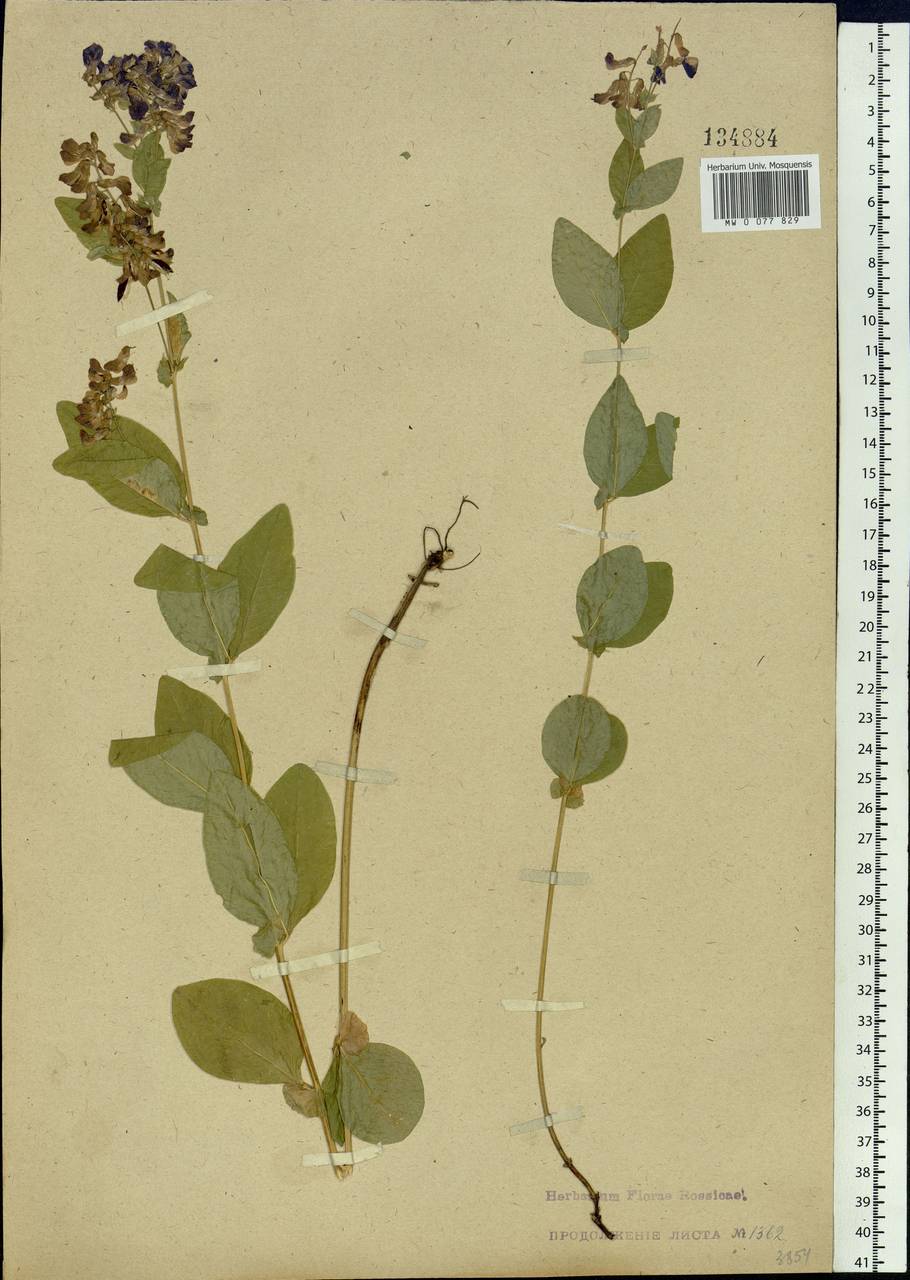 Vicia unijuga A.Braun, Siberia, Western Siberia (S1) (Russia)