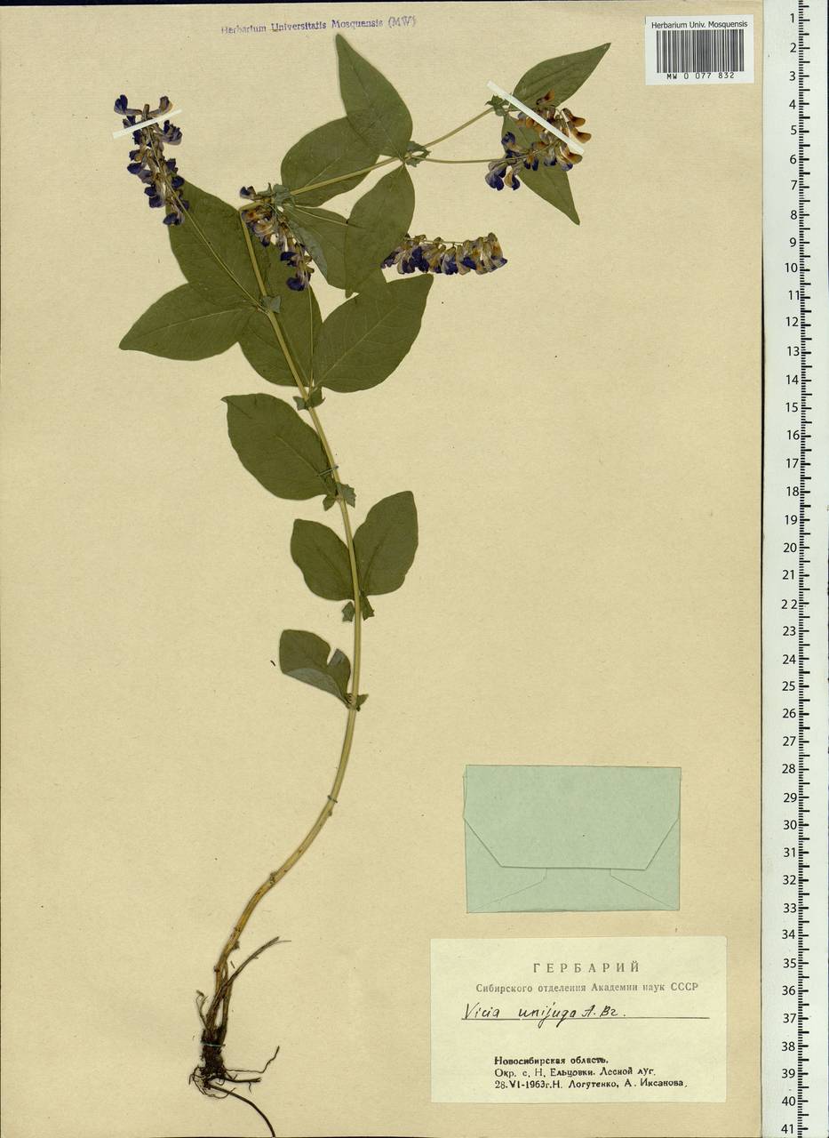 Vicia unijuga A.Braun, Siberia, Western Siberia (S1) (Russia)