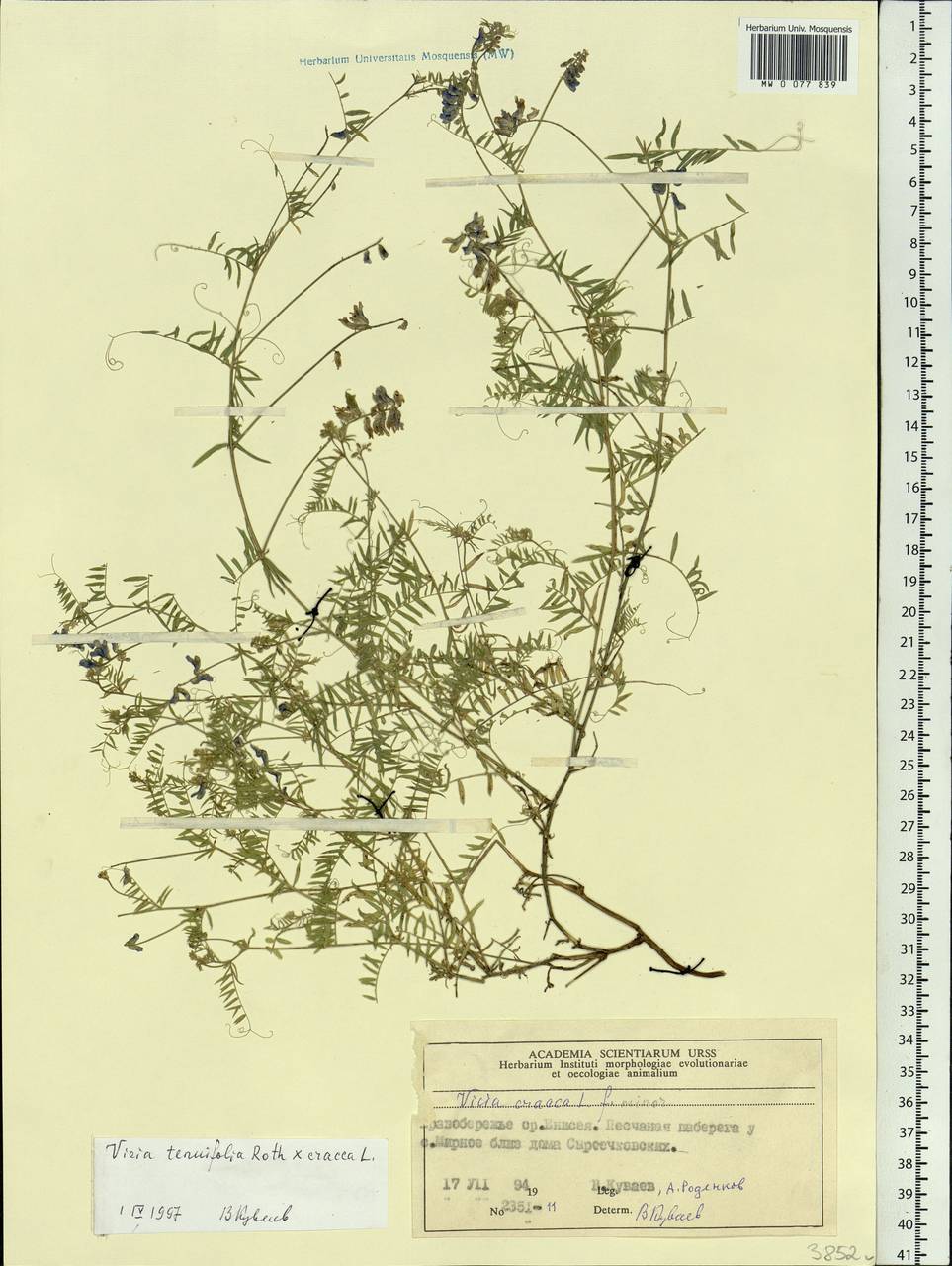 Vicia tenuifolia Roth, Siberia, Central Siberia (S3) (Russia)