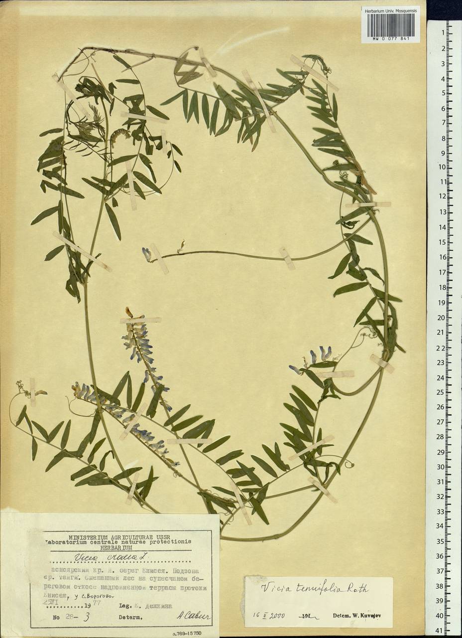 Vicia tenuifolia Roth, Siberia, Central Siberia (S3) (Russia)