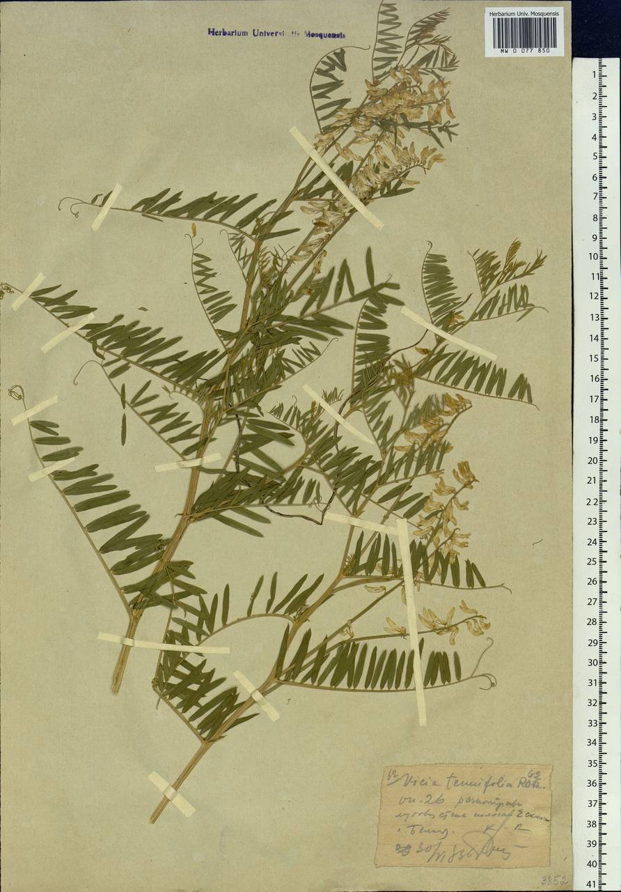 Vicia tenuifolia Roth, Siberia, Western (Kazakhstan) Altai Mountains (S2a) (Kazakhstan)