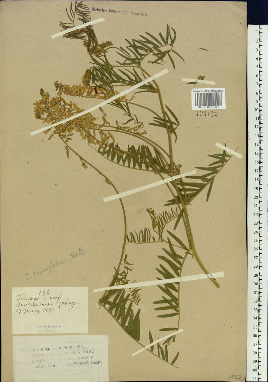 Vicia tenuifolia Roth, Siberia, Altai & Sayany Mountains (S2) (Russia)