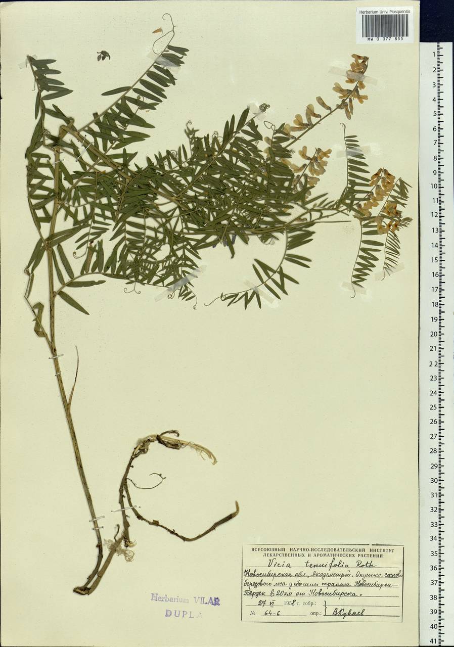 Vicia tenuifolia Roth, Siberia, Western Siberia (S1) (Russia)
