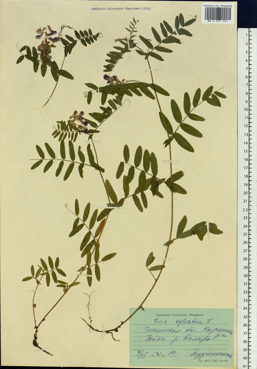 Vicia sylvatica L., Siberia, Baikal & Transbaikal region (S4) (Russia)