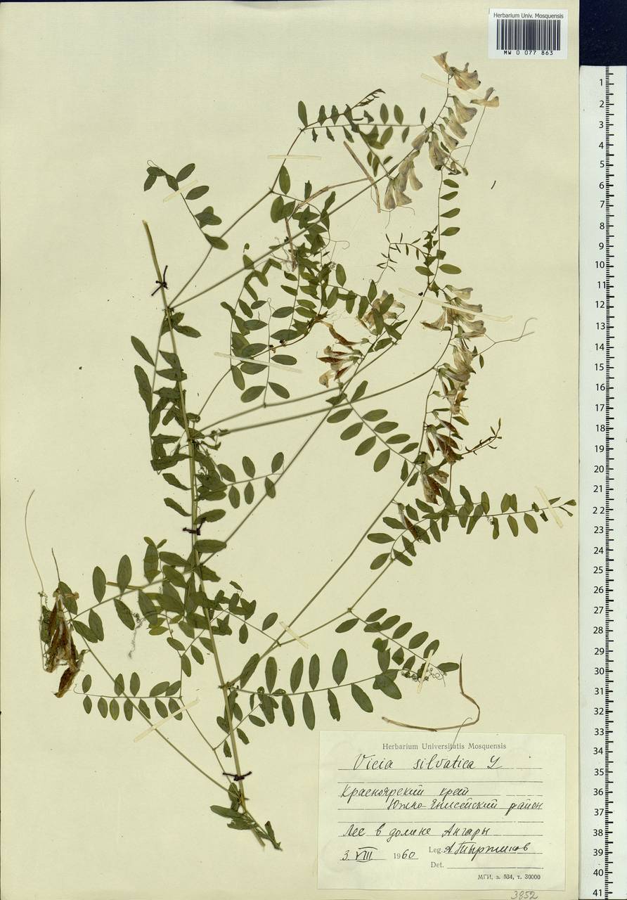 Vicia sylvatica L., Siberia, Central Siberia (S3) (Russia)