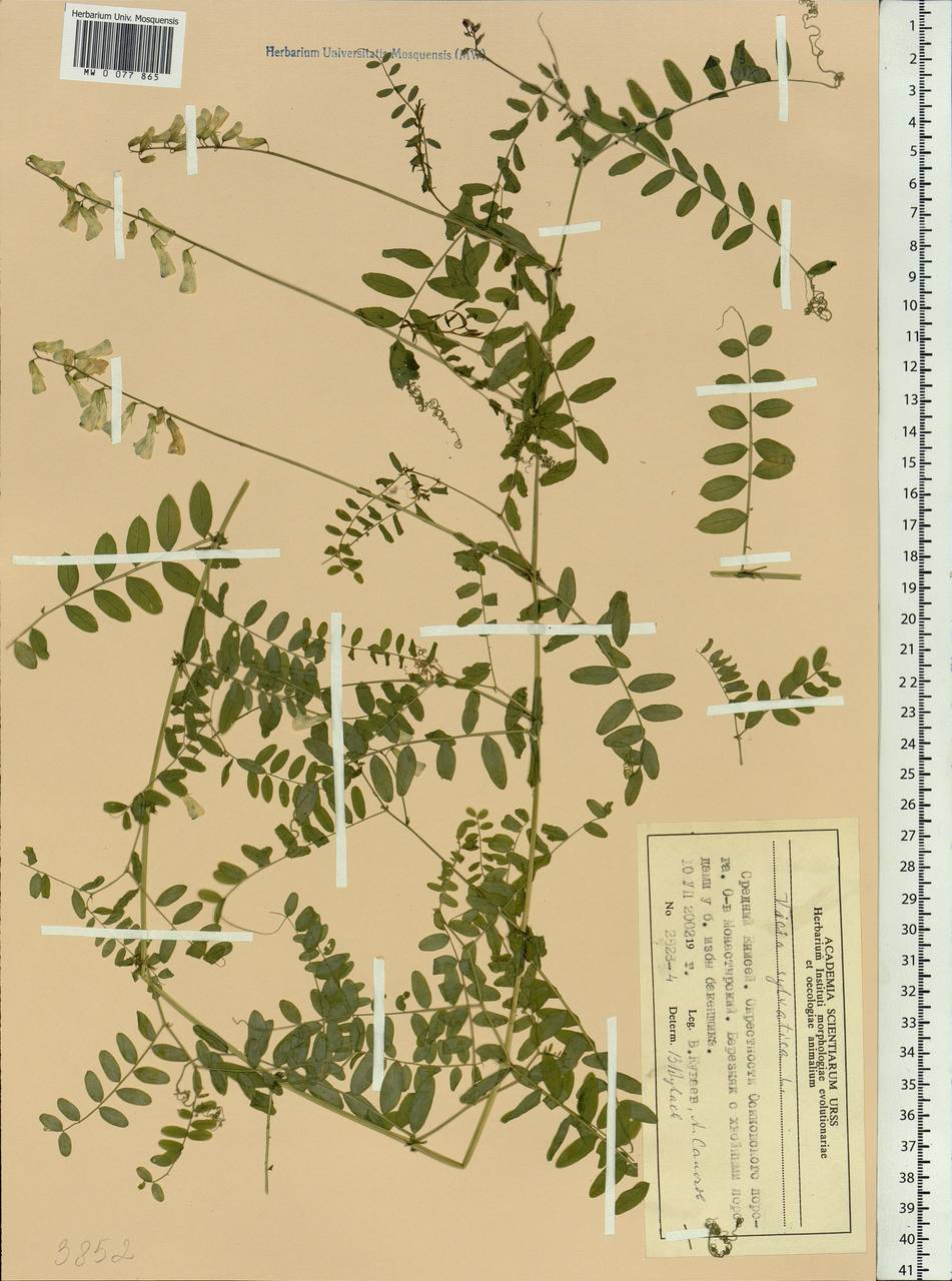 Vicia sylvatica L., Siberia, Central Siberia (S3) (Russia)