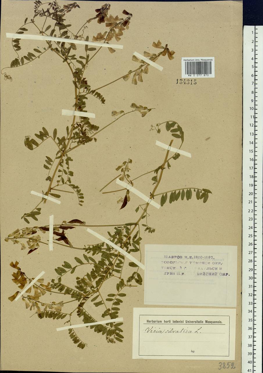 Vicia sylvatica L., Siberia (no precise locality) (S0) (Russia)