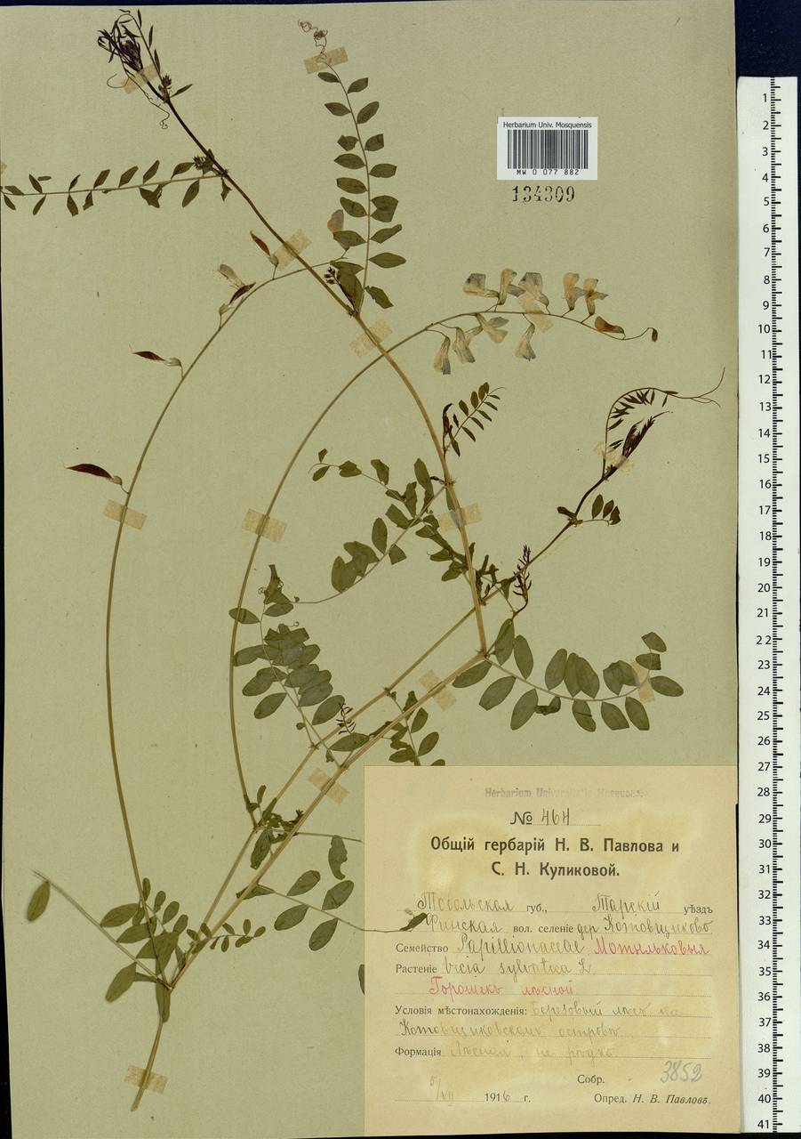 Vicia sylvatica L., Siberia, Western Siberia (S1) (Russia)