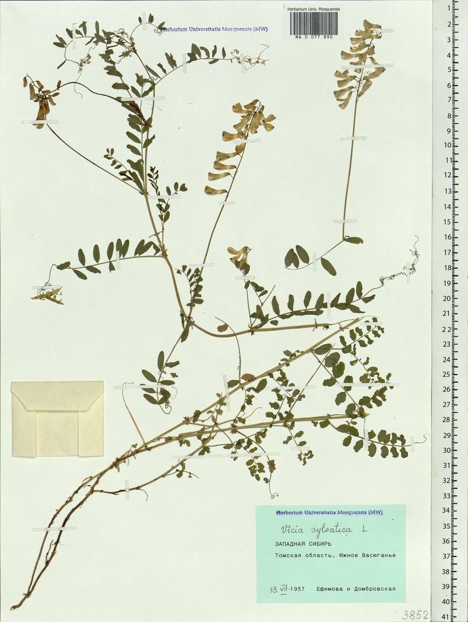 Vicia sylvatica L., Siberia, Western Siberia (S1) (Russia)