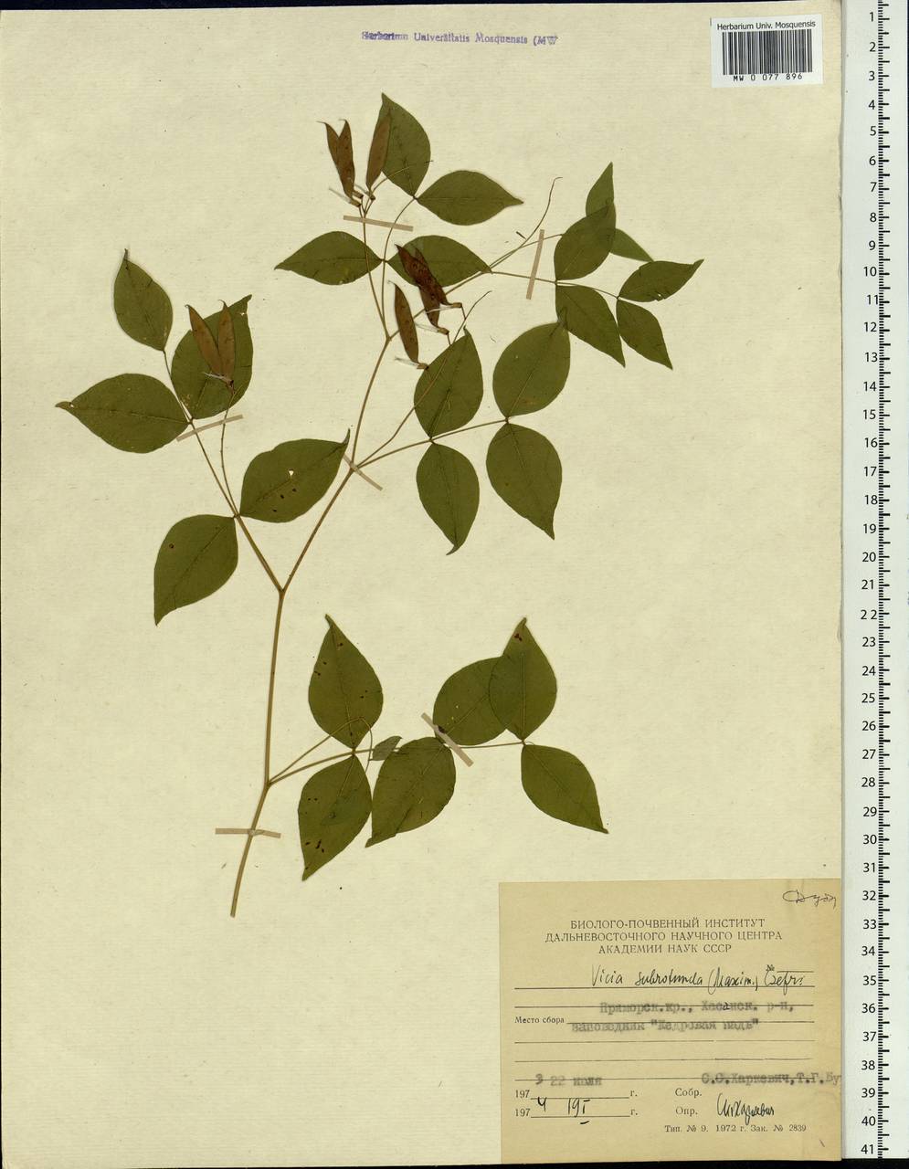 Vicia subrotunda (Maxim.) Czefr., Siberia, Russian Far East (S6) (Russia)