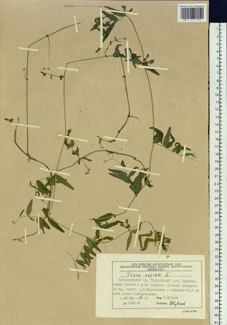 Vicia sepium L., Siberia, Central Siberia (S3) (Russia)