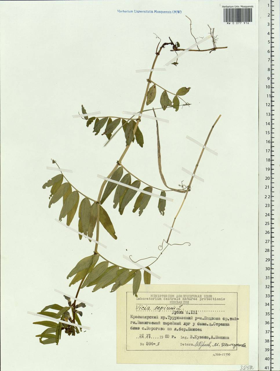 Vicia sepium L., Siberia, Central Siberia (S3) (Russia)