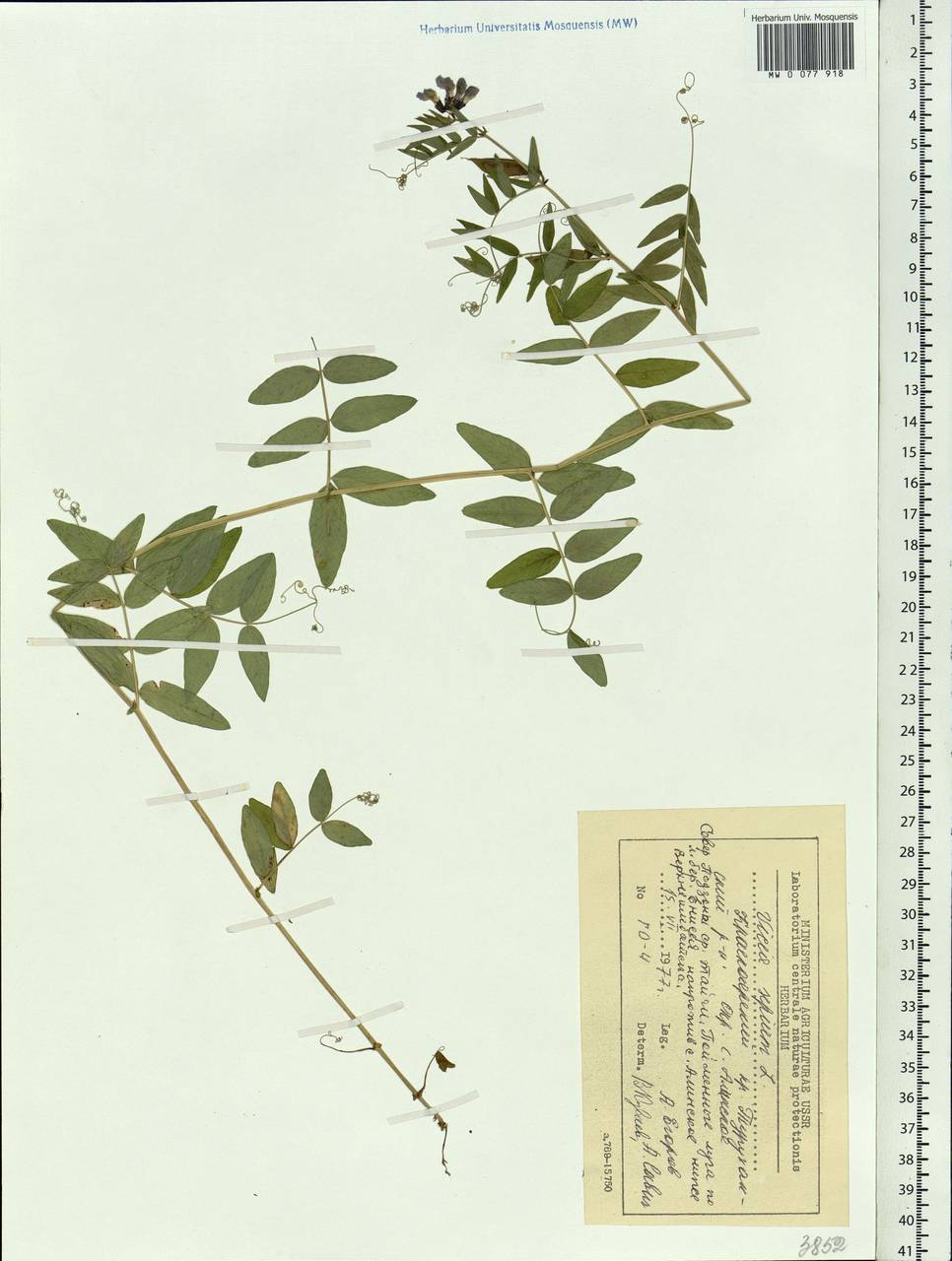 Vicia sepium L., Siberia, Central Siberia (S3) (Russia)