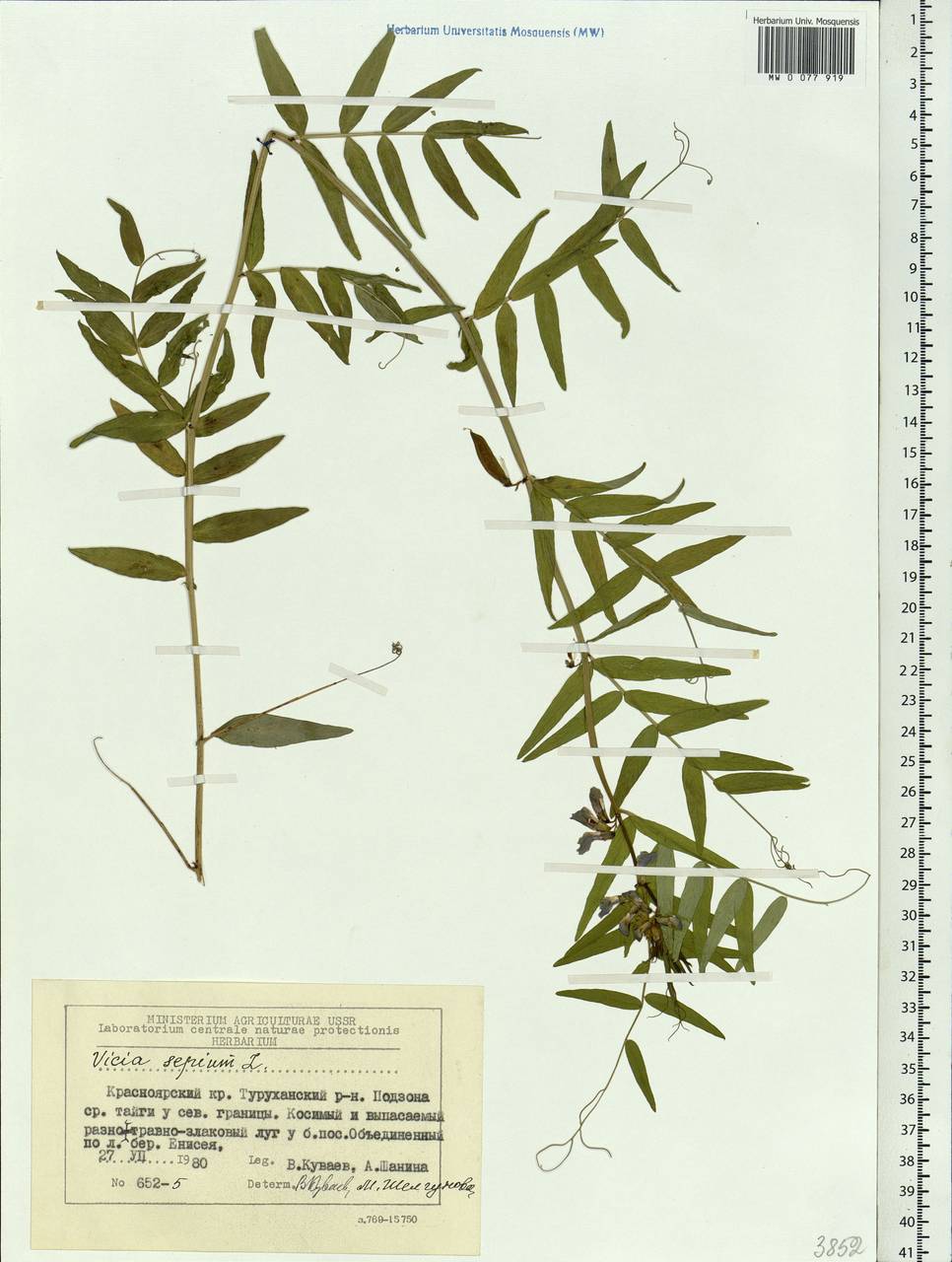 Vicia sepium L., Siberia, Central Siberia (S3) (Russia)