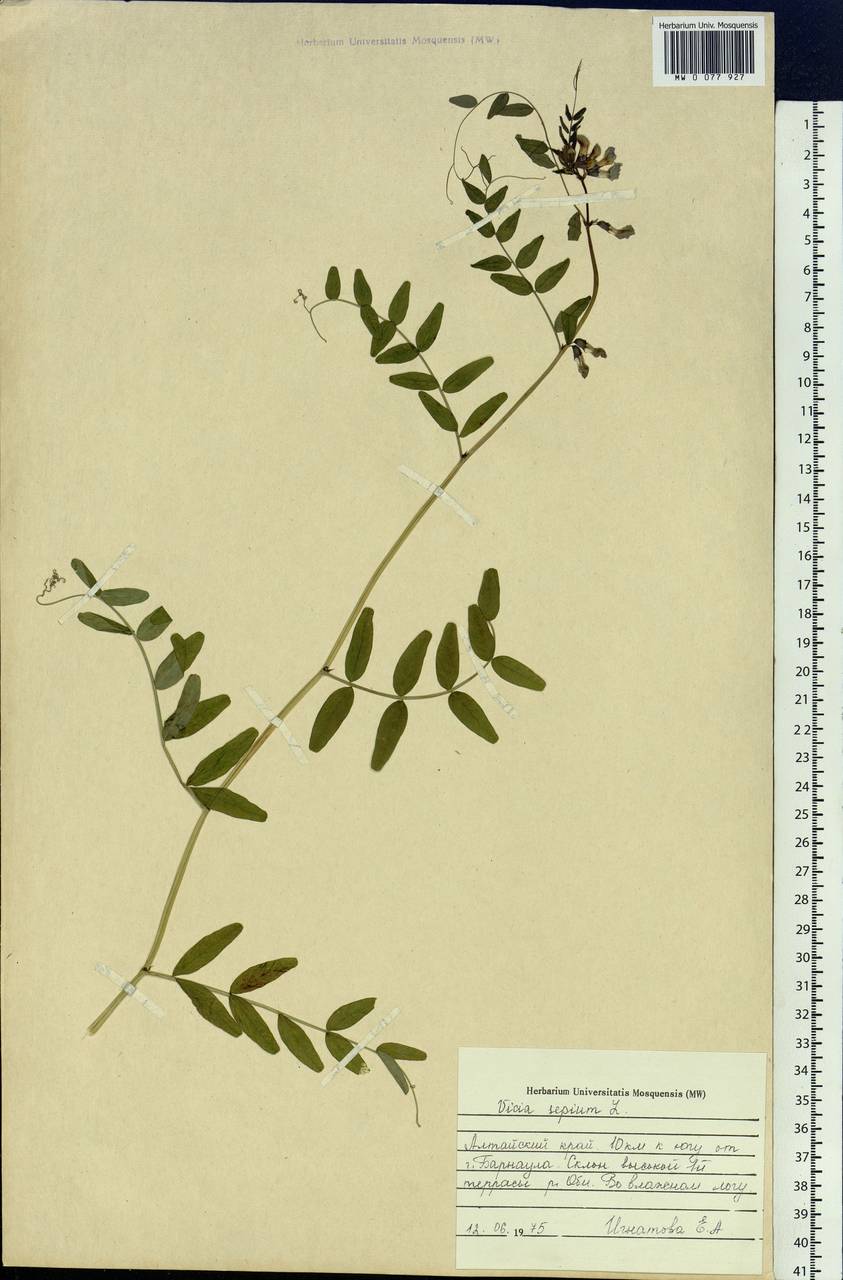 Vicia sepium L., Siberia, Altai & Sayany Mountains (S2) (Russia)