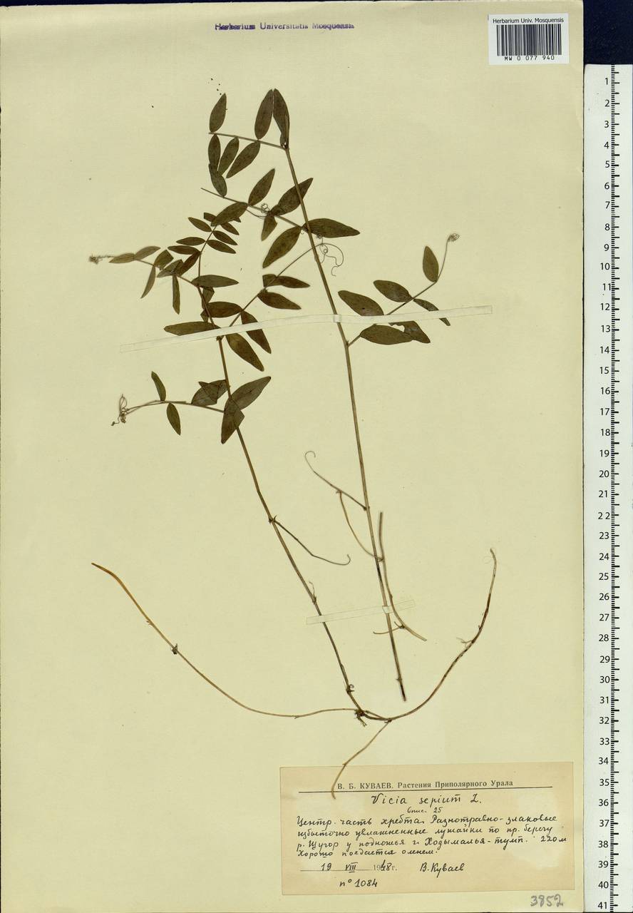 Vicia sepium L., Eastern Europe, Northern region (E1) (Russia)