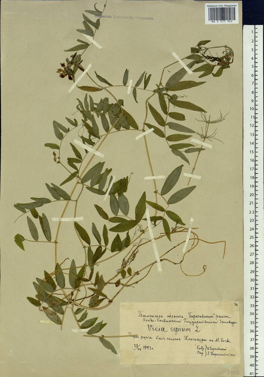 Vicia sepium L., Siberia, Western Siberia (S1) (Russia)