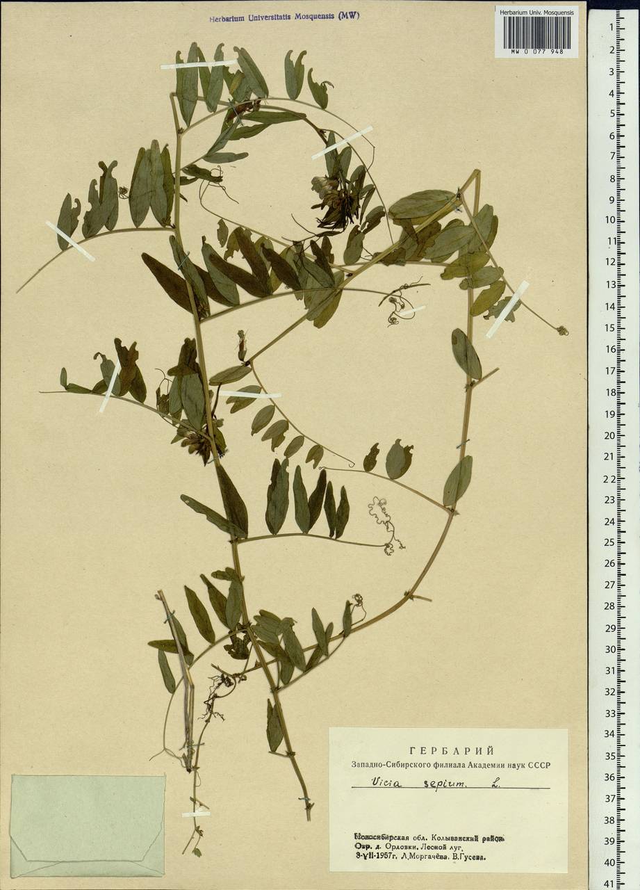 Vicia sepium L., Siberia, Western Siberia (S1) (Russia)