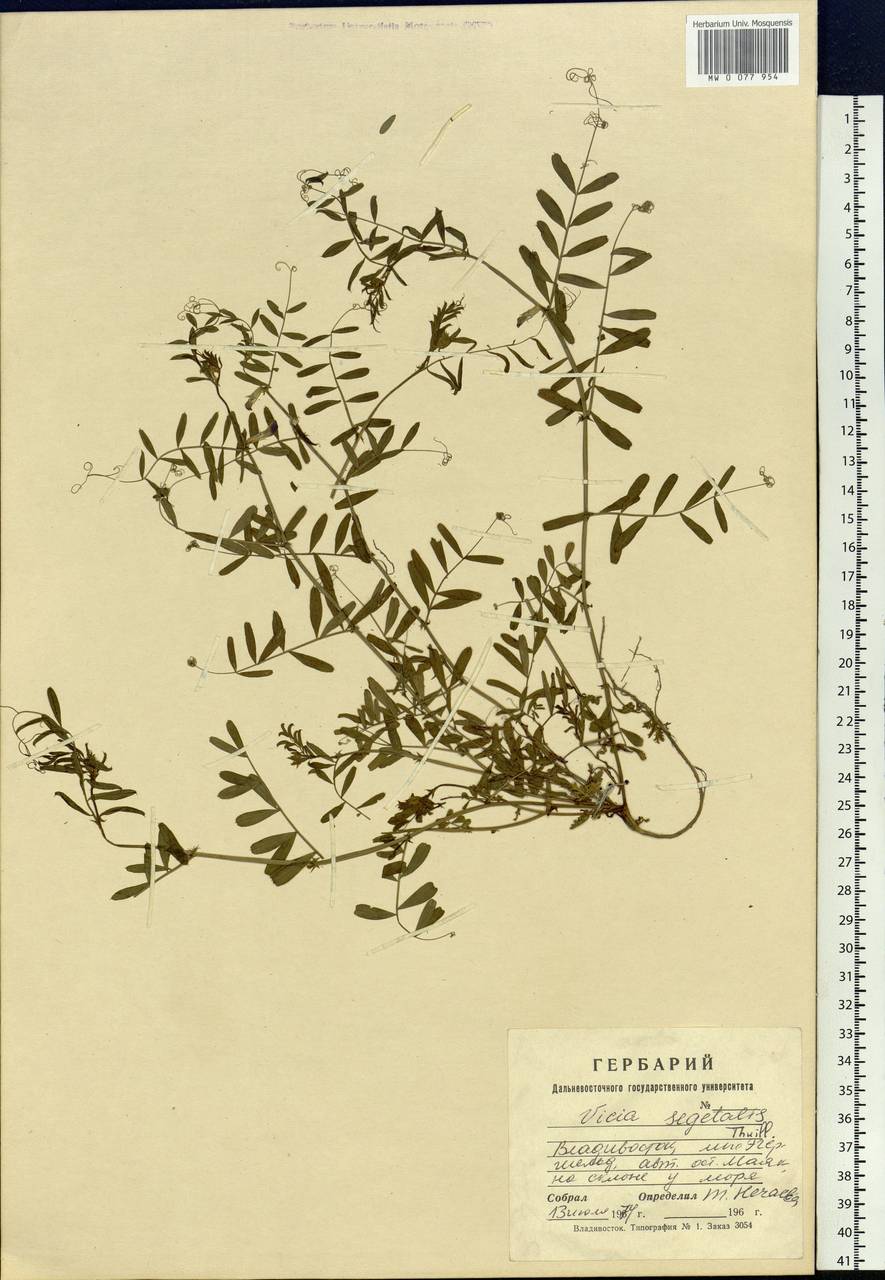 Vicia sativa subsp. nigra (L.)Ehrh., Siberia, Russian Far East (S6) (Russia)