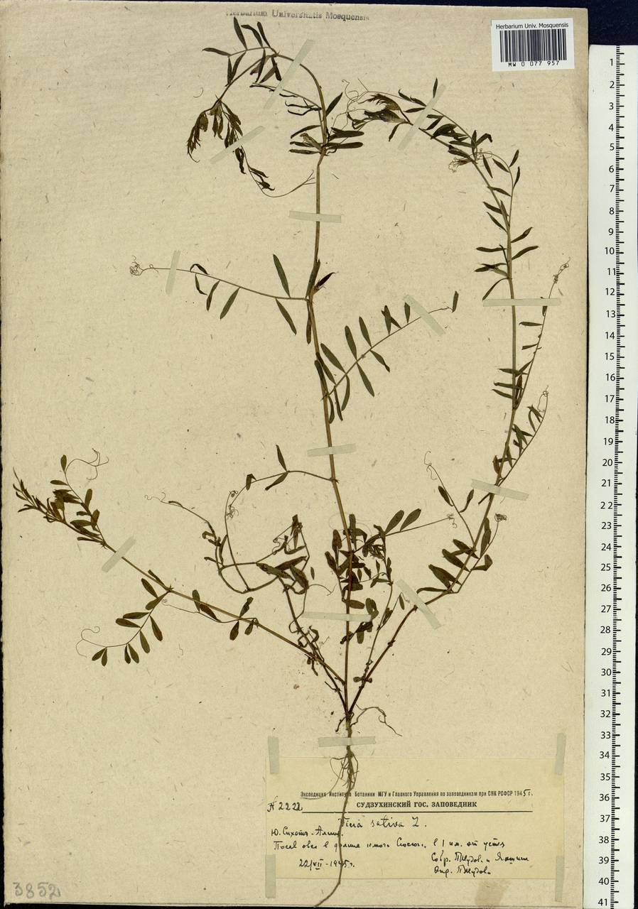Vicia sativa L., Siberia, Russian Far East (S6) (Russia)