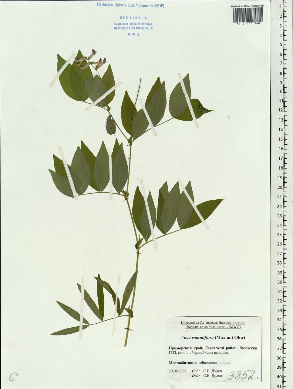Vicia ramuliflora (Maxim.) Ohwi, Siberia, Russian Far East (S6) (Russia)