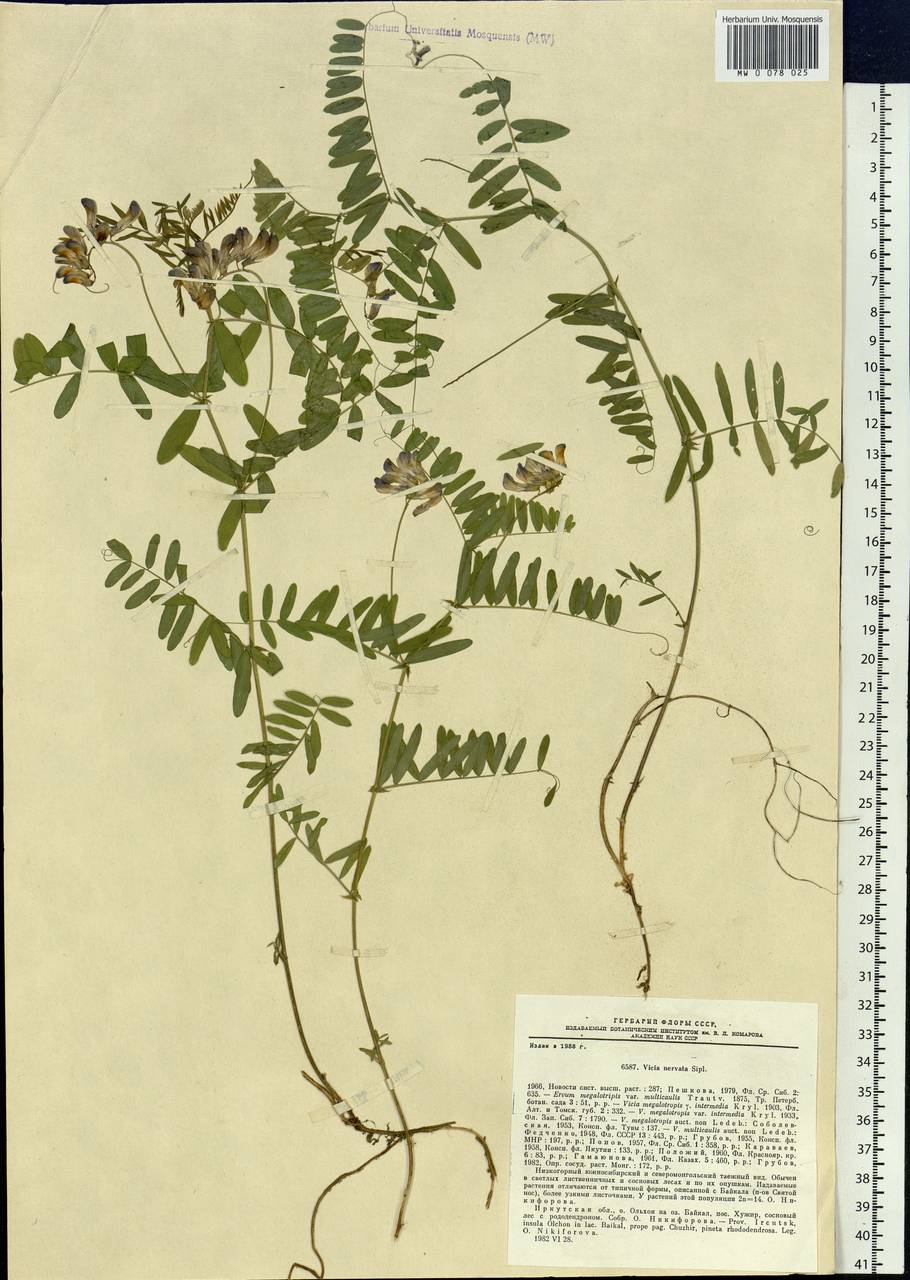 Vicia multicaulis Ledeb., Siberia, Baikal & Transbaikal region (S4) (Russia)