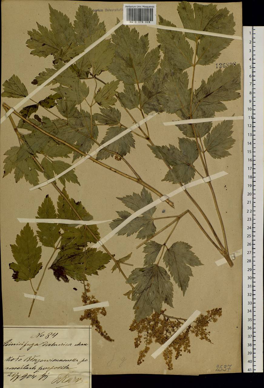 Actaea dahurica (Turcz. ex Fisch. & C. A. Mey.) Franch., Siberia, Russian Far East (S6) (Russia)