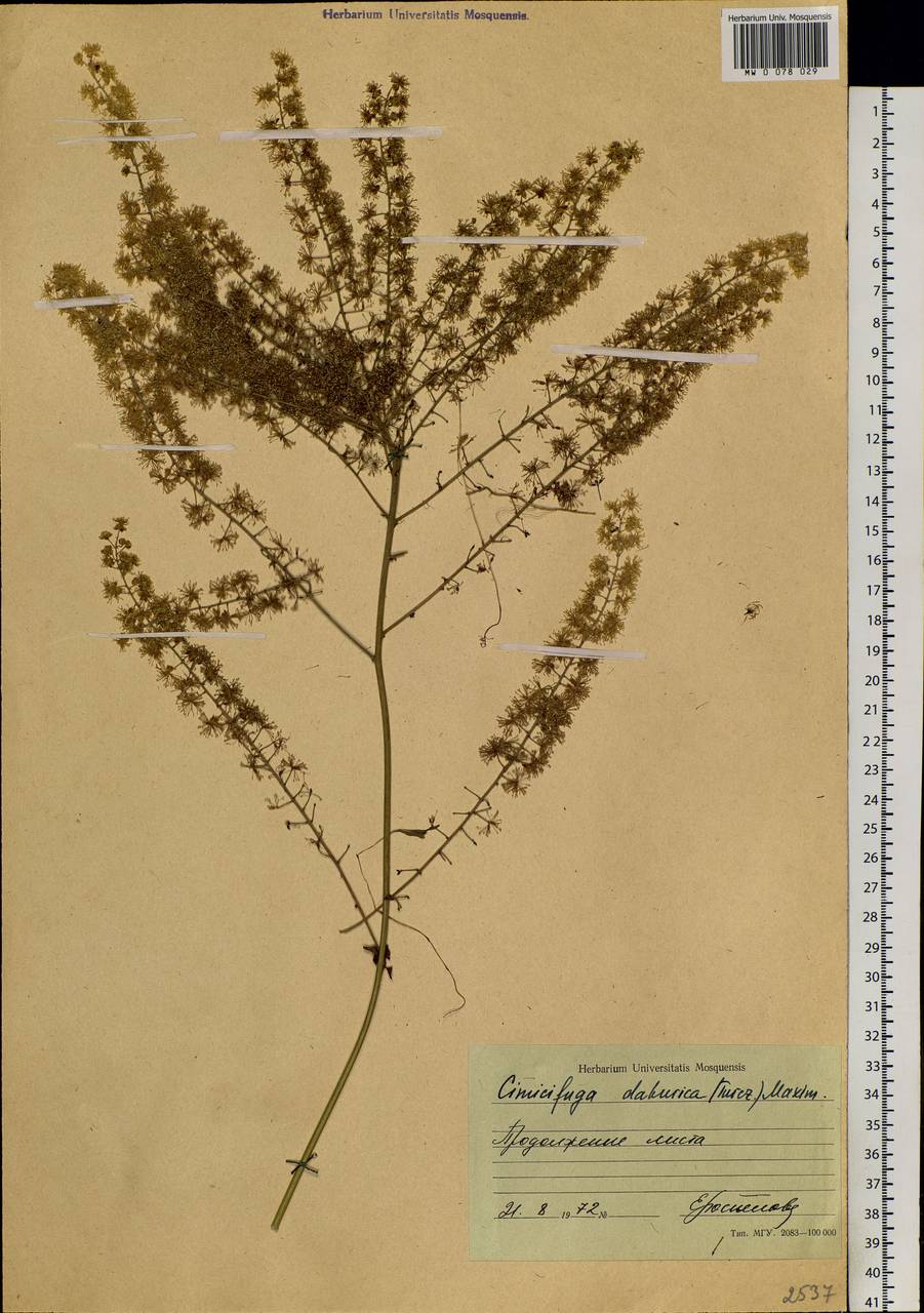 Actaea dahurica (Turcz. ex Fisch. & C.A.Mey.) Franch., Siberia, Russian Far East (S6) (Russia)