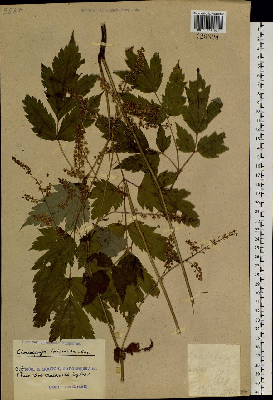 Actaea dahurica (Turcz. ex Fisch. & C. A. Mey.) Franch., Siberia, Russian Far East (S6) (Russia)