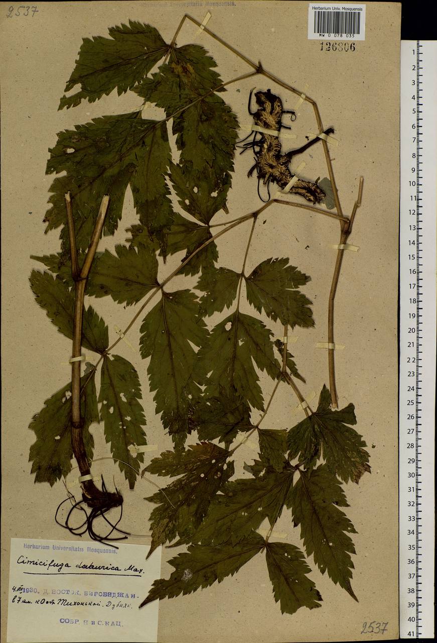 Actaea dahurica (Turcz. ex Fisch. & C. A. Mey.) Franch., Siberia, Russian Far East (S6) (Russia)