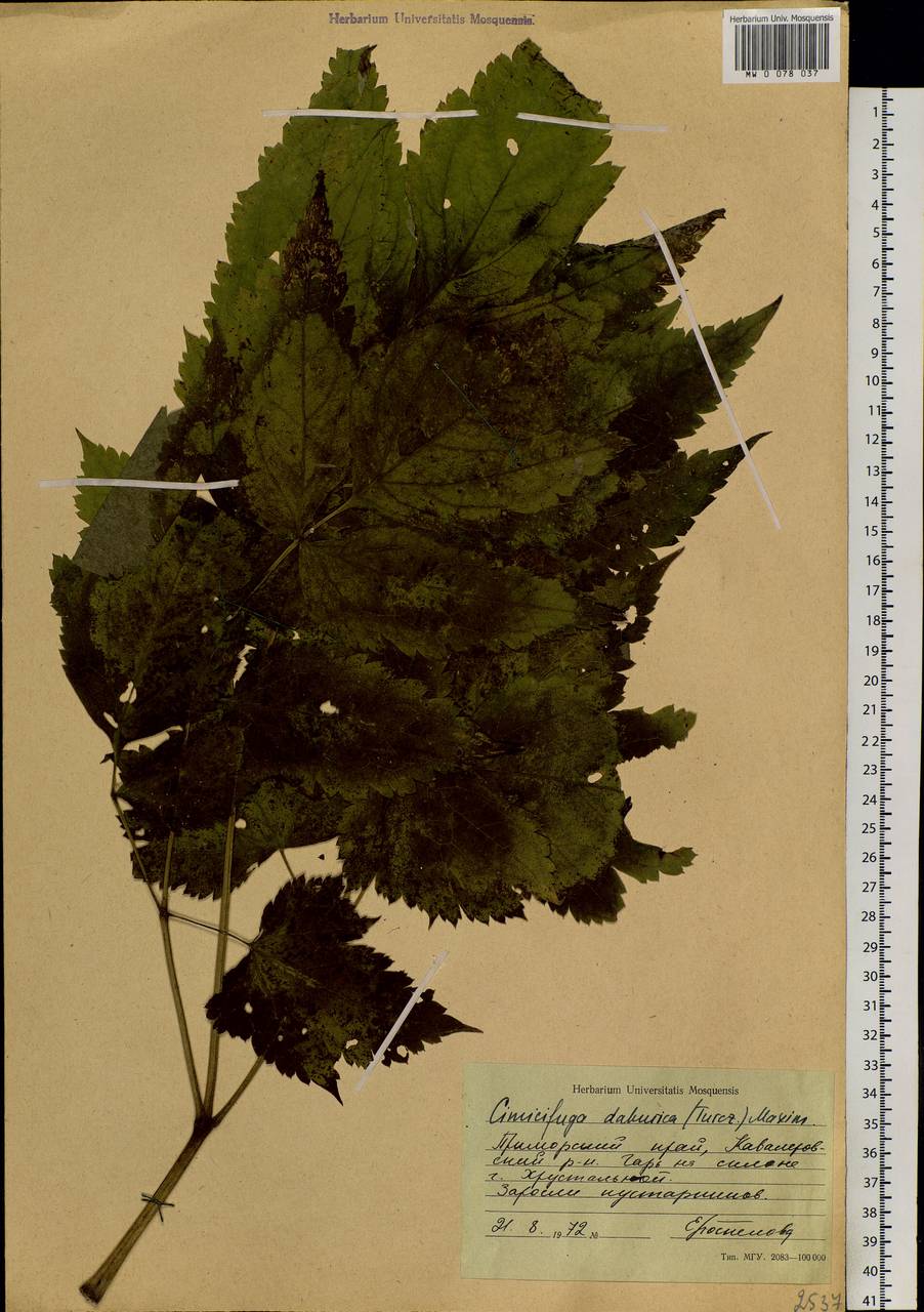 Actaea dahurica (Turcz. ex Fisch. & C.A.Mey.) Franch., Siberia, Russian Far East (S6) (Russia)