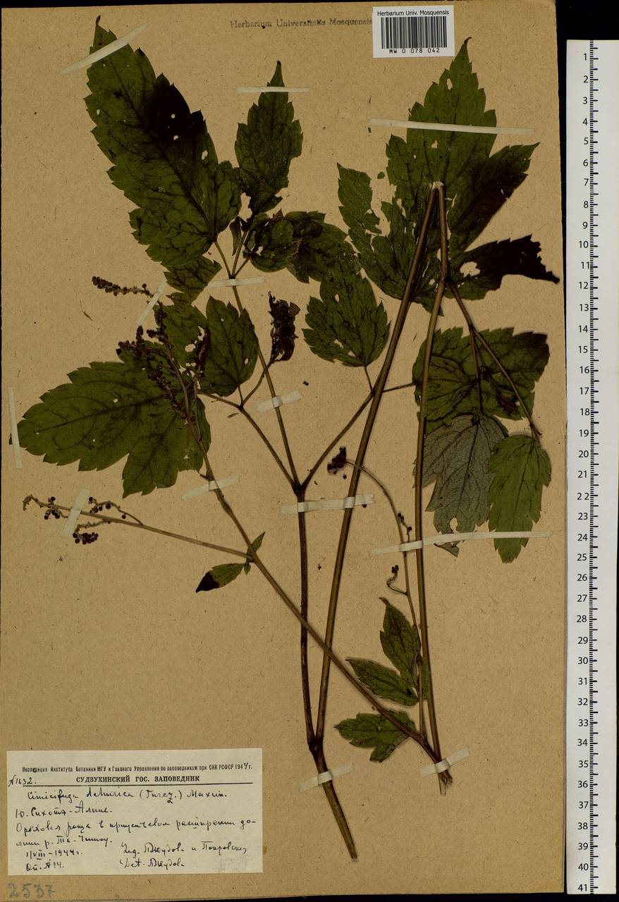 Actaea dahurica (Turcz. ex Fisch. & C.A.Mey.) Franch., Siberia, Russian Far East (S6) (Russia)