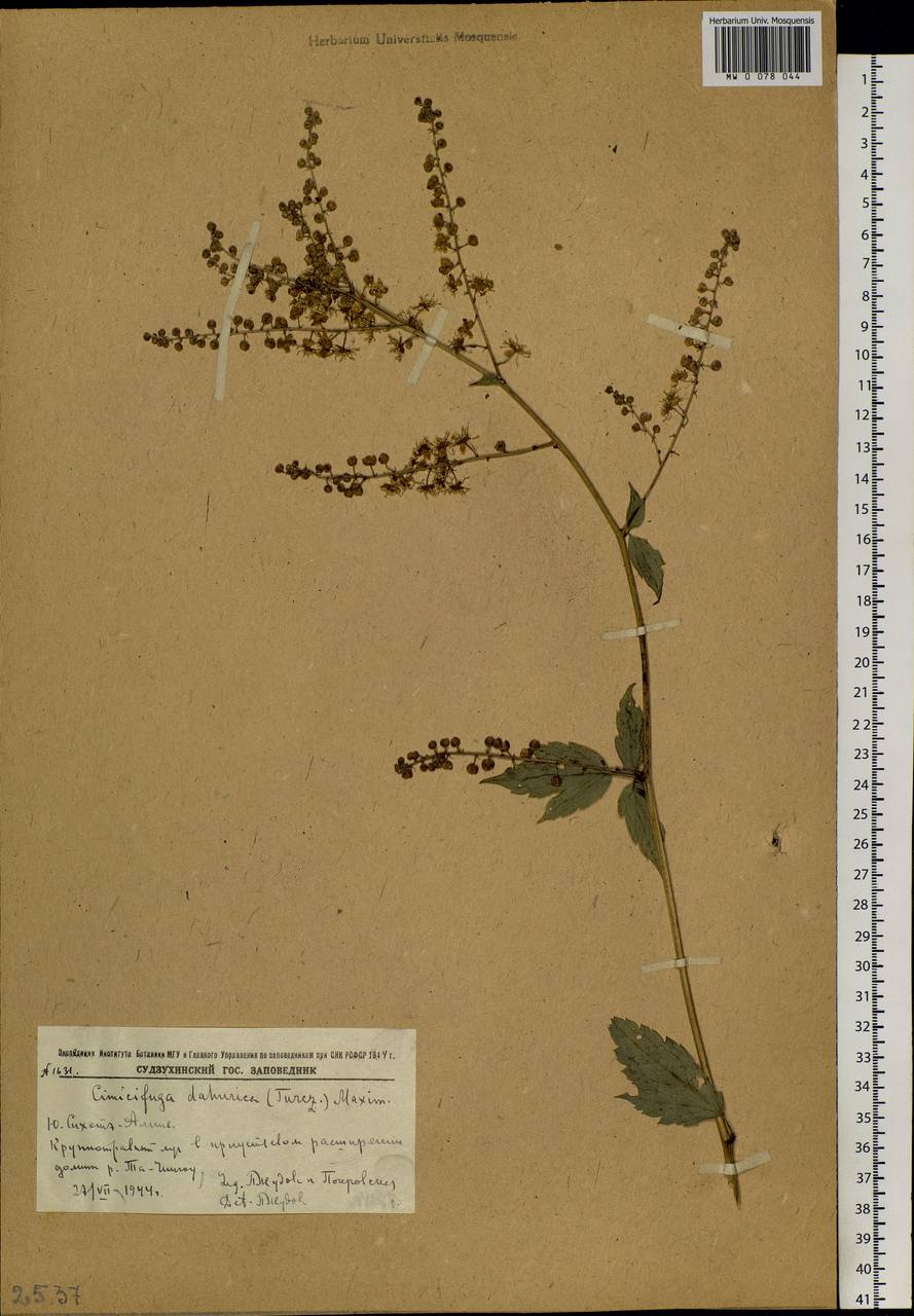 Actaea dahurica (Turcz. ex Fisch. & C. A. Mey.) Franch., Siberia, Russian Far East (S6) (Russia)