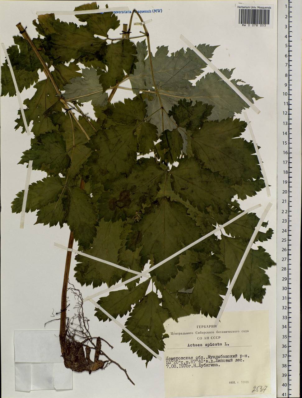 Actaea spicata L., Siberia, Altai & Sayany Mountains (S2) (Russia)
