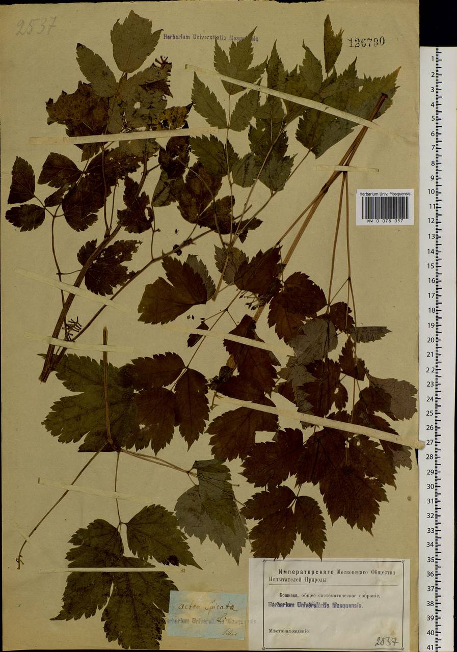 Actaea spicata L., Siberia (no precise locality) (S0) (Russia)