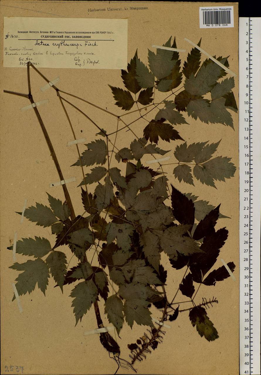 Actaea rubra subsp. rubra, Siberia, Russian Far East (S6) (Russia)