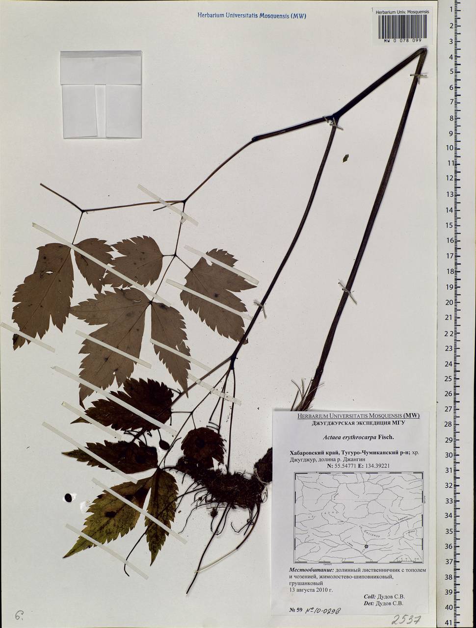 Actaea rubra subsp. rubra, Siberia, Russian Far East (S6) (Russia)