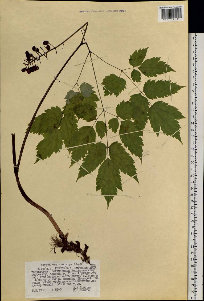 Actaea rubra subsp. rubra, Siberia, Yakutia (S5) (Russia)