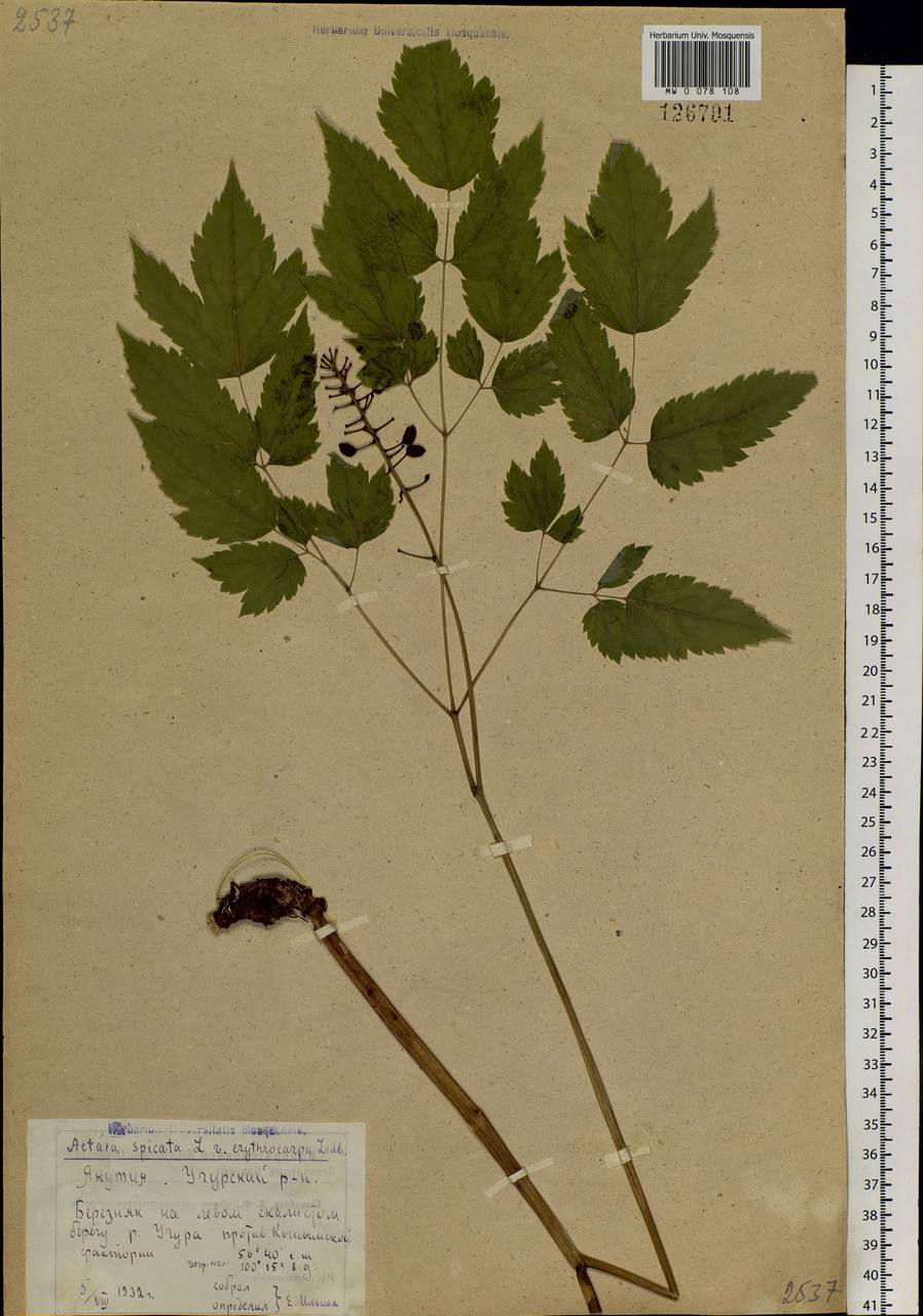 Actaea rubra subsp. rubra, Siberia, Yakutia (S5) (Russia)