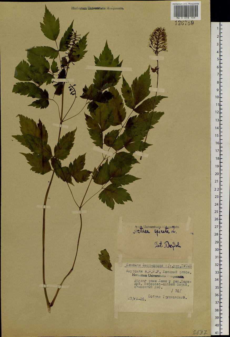 Actaea rubra subsp. rubra, Siberia, Yakutia (S5) (Russia)