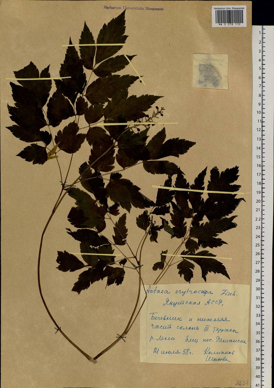Actaea rubra subsp. rubra, Siberia, Yakutia (S5) (Russia)
