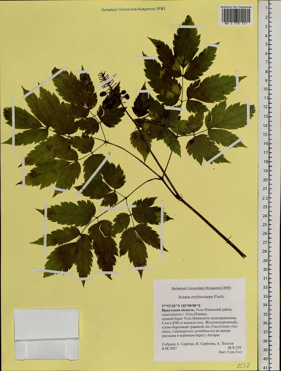 Actaea rubra subsp. rubra, Siberia, Baikal & Transbaikal region (S4) (Russia)