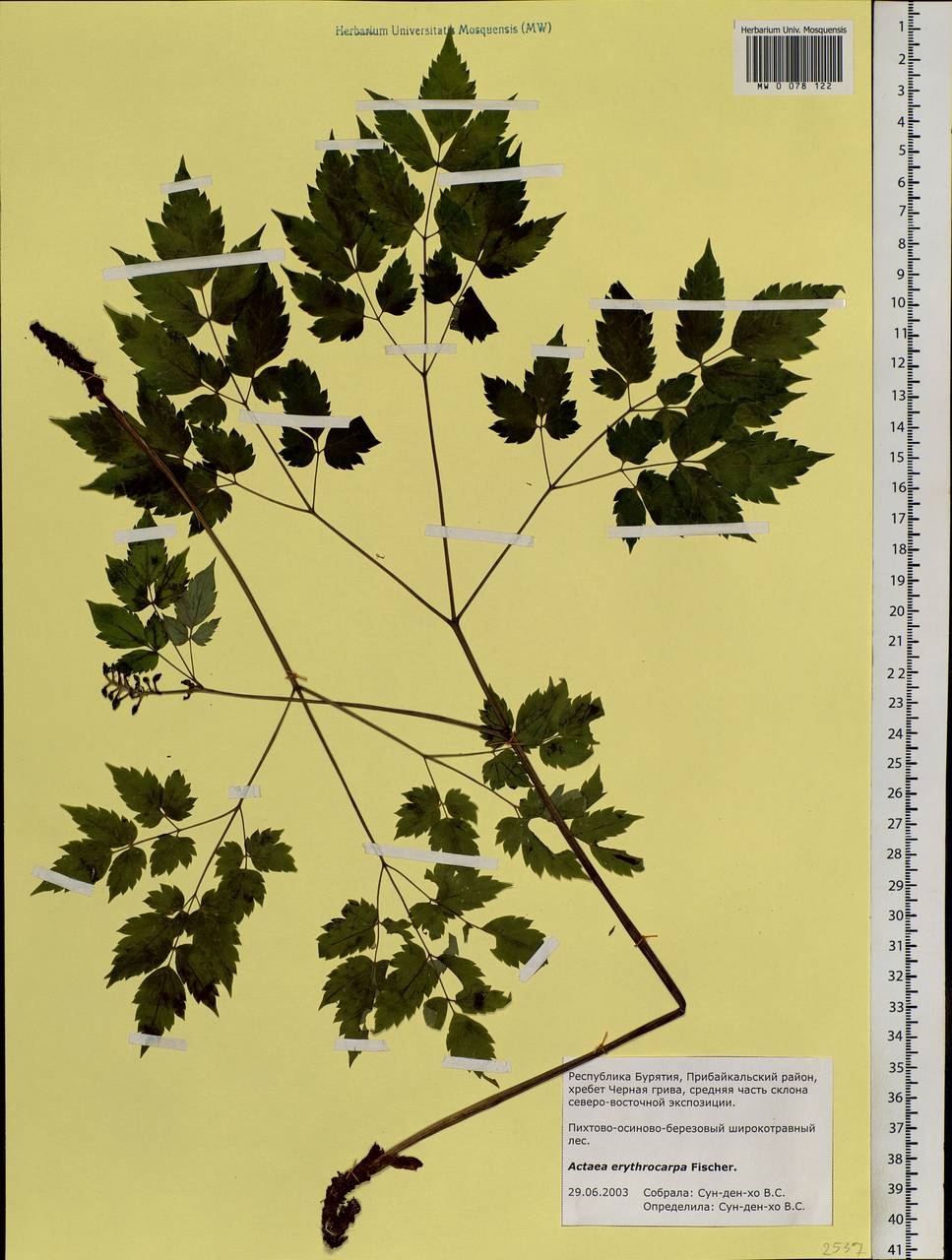 Actaea rubra subsp. rubra, Siberia, Baikal & Transbaikal region (S4) (Russia)
