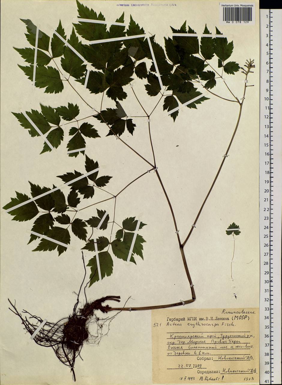 Actaea rubra subsp. rubra, Siberia, Central Siberia (S3) (Russia)