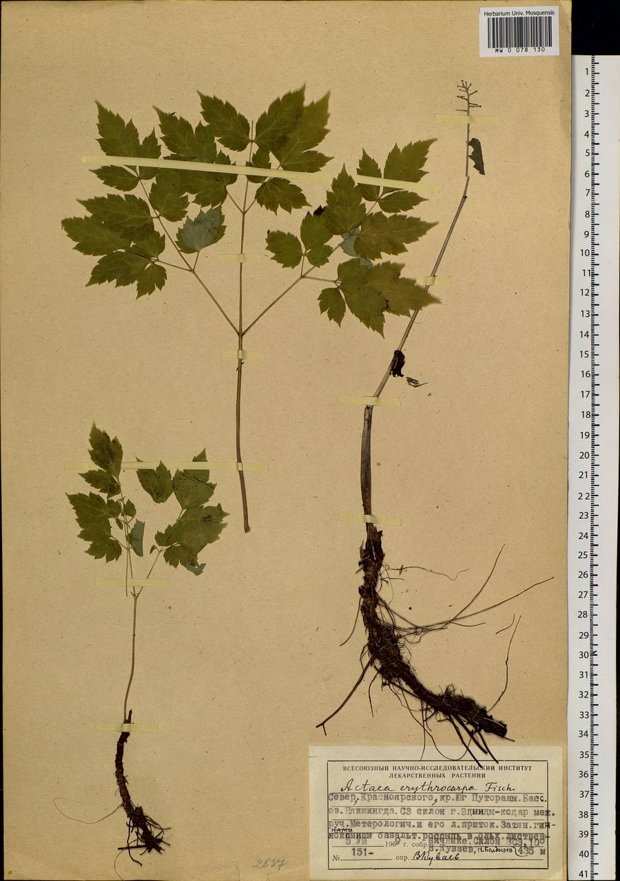 Actaea rubra subsp. rubra, Siberia, Central Siberia (S3) (Russia)