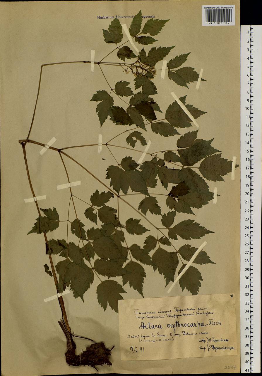 Actaea rubra subsp. rubra, Siberia, Western Siberia (S1) (Russia)